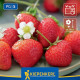Jahodník Senga - Fragaria ananassa - szabadgyökerű eperpalánták - 3 db
