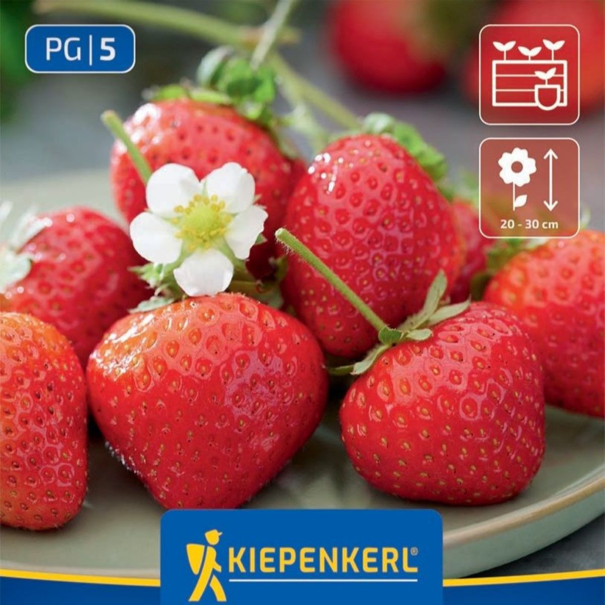 Jahodník Senga – Fragaria ananassa – eperpalánta