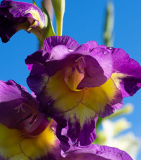 Gladiolusz nagyvirágú Joplin - Gladiolus - kardvirág gumók - 3 db