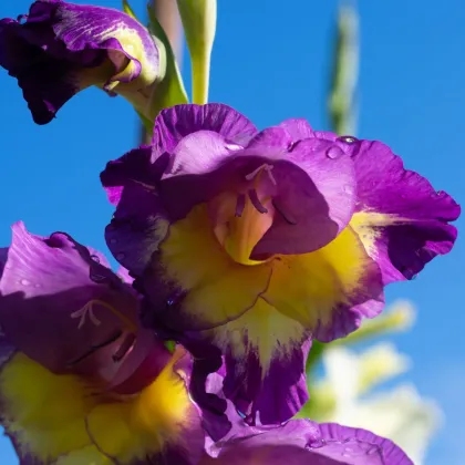 Gladiolusz nagyvirágú Joplin - Gladiolus - kardvirág gumók - 3 db