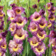 Gladiolusz nagyvirágú Joplin - Gladiolus - kardvirág gumók - 3 db