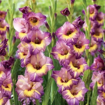 Gladiolusz nagyvirágú Joplin - Gladiolus - kardvirág gumók - 3 db