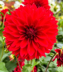 Dália Red Fubuki - Dahlia - dáliagumók - 1 db