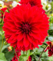 Dália Red Fubuki - Dahlia - dáliagumók - 1 db