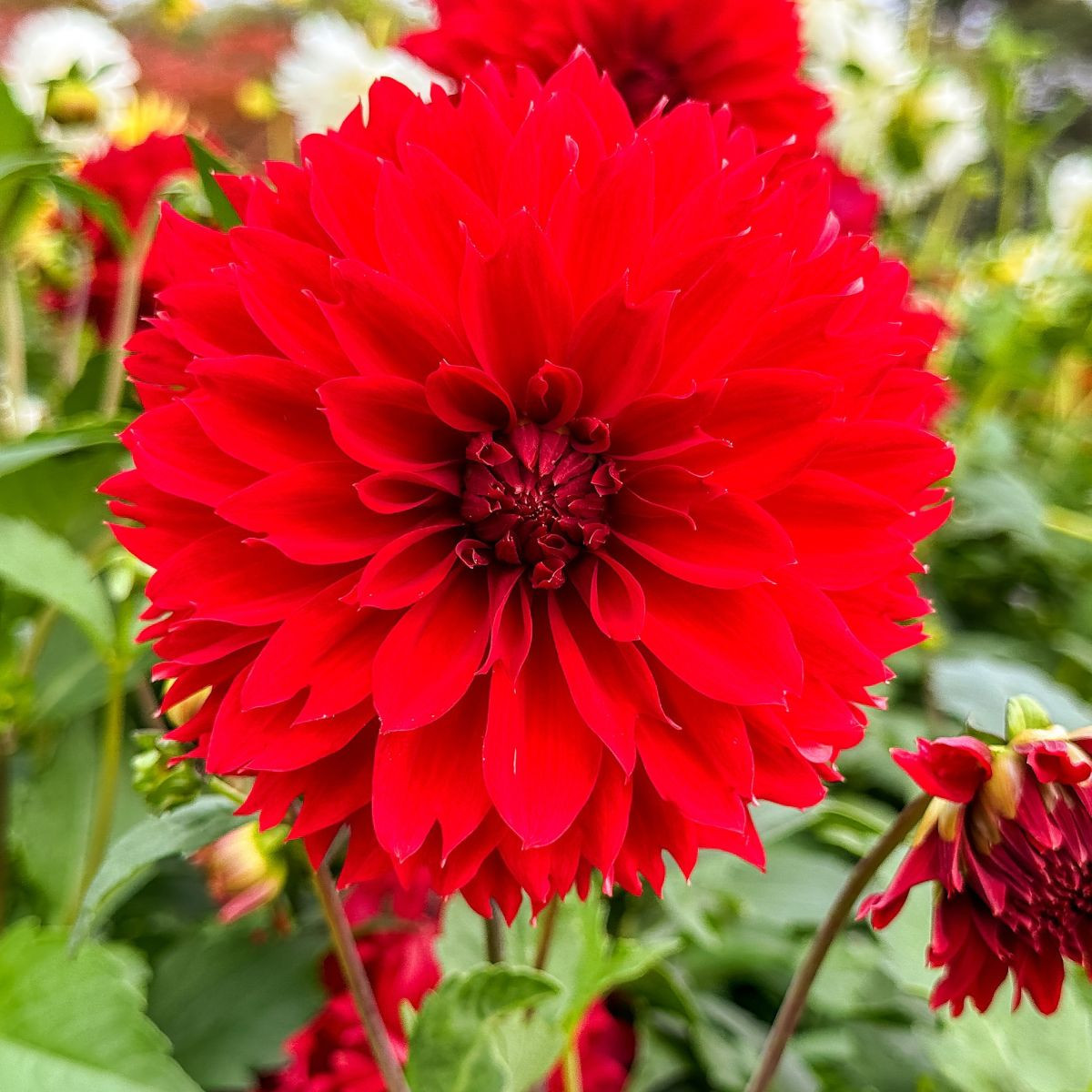 Dália Red Fubuki - Dahlia - dáliagumók - 1 db