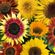 Slunečnice Fantazie Mix – Helianthus annuus – pěstování
