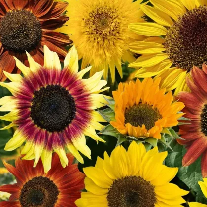 Slunečnice Fantazie Mix – Helianthus annuus – pěstování