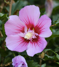 Szíriai mályvacserje Rose of Sharon - Hibiscus syriacus - mályvamagok - 12 db