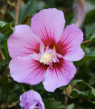 Ibišek szíriai Rose of Sharon - szíriai mályvacserje magok eladása - mályvacserje vetőmag
