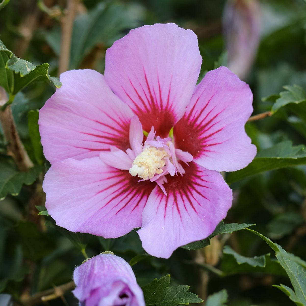 Ibišek szíriai Rose of Sharon - szíriai mályvacserje magok eladása - mályvacserje vetőmag