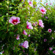 Szíriai mályvacserje Rose of Sharon - Hibiscus syriacus - mályvamagok - 12 db