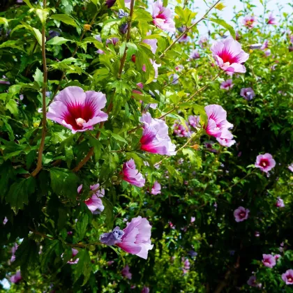Szíriai mályvacserje Rose of Sharon - Hibiscus syriacus - mályvamagok - 12 db
