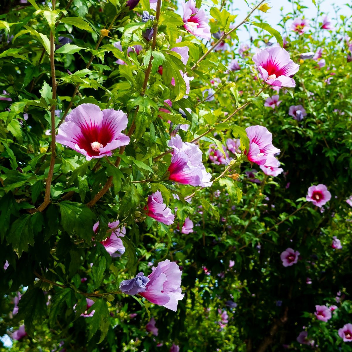 Szíriai mályvacserje Rose of Sharon - Hibiscus syriacus - mályvamagok - 12 db