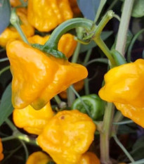 Chilli gomba sárga – Capsicum annuum – chili magok