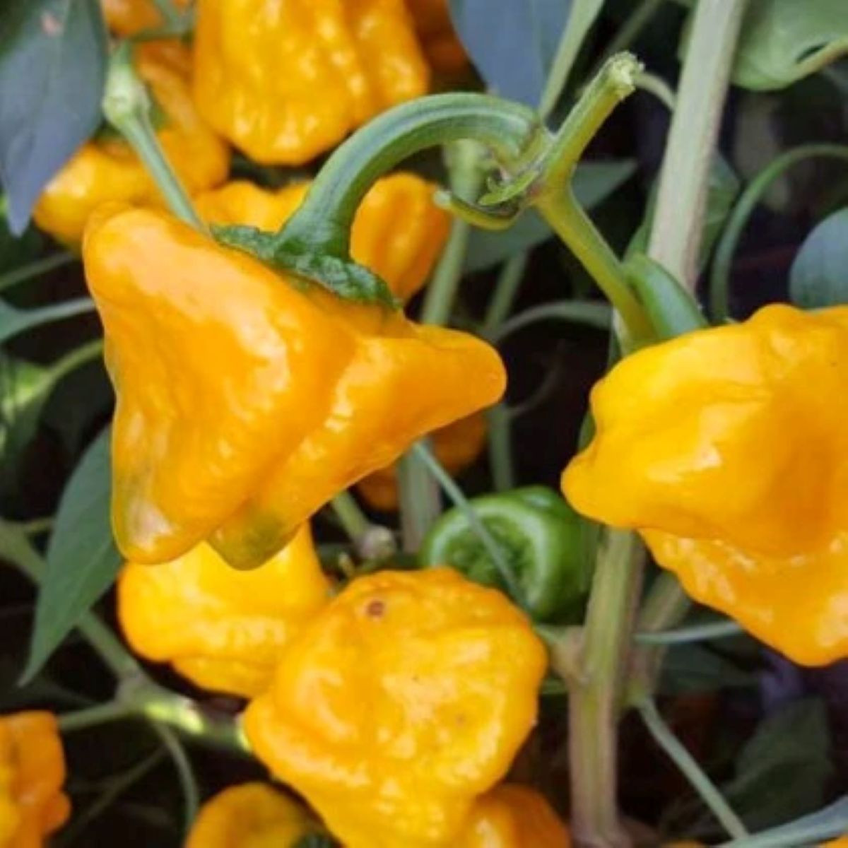 Chilli žluté Mushroom - Capsicum annuum - semena chilli - 6 ks
