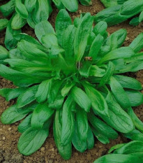 Kozlícek Nagy Levelű – Vallerianella locusta – magok