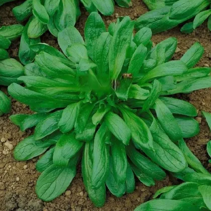 Kozlícek Nagy Levelű – Vallerianella locusta – magok