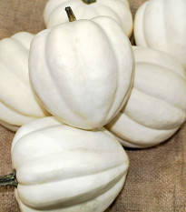 Tök White Pearl - Cucurbita pepo - tökmag - 6 db