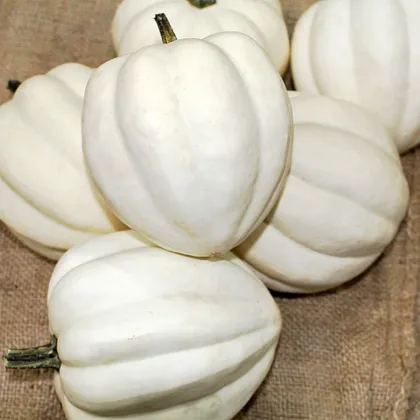Tök White Pearl - Cucurbita pepo - tökmag - 6 db