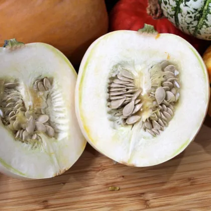 Tök White Pearl - Cucurbita pepo - tökmag - 6 db