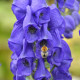 Sisakvirág - Aconitum - sisakvirág gumók - 1 db