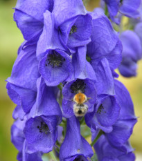 Oměj – Aconitum – pěstování trvalek