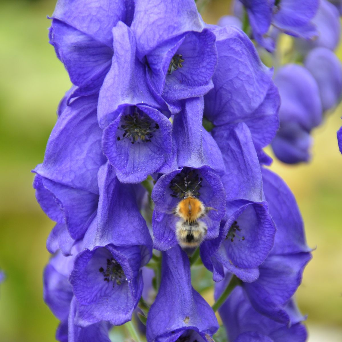 Oměj – Aconitum – pěstování trvalek