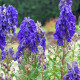 Sisakvirág - Aconitum - sisakvirág gumók - 1 db