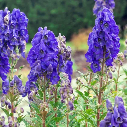Oměj – Aconitum – pěstování trvalek