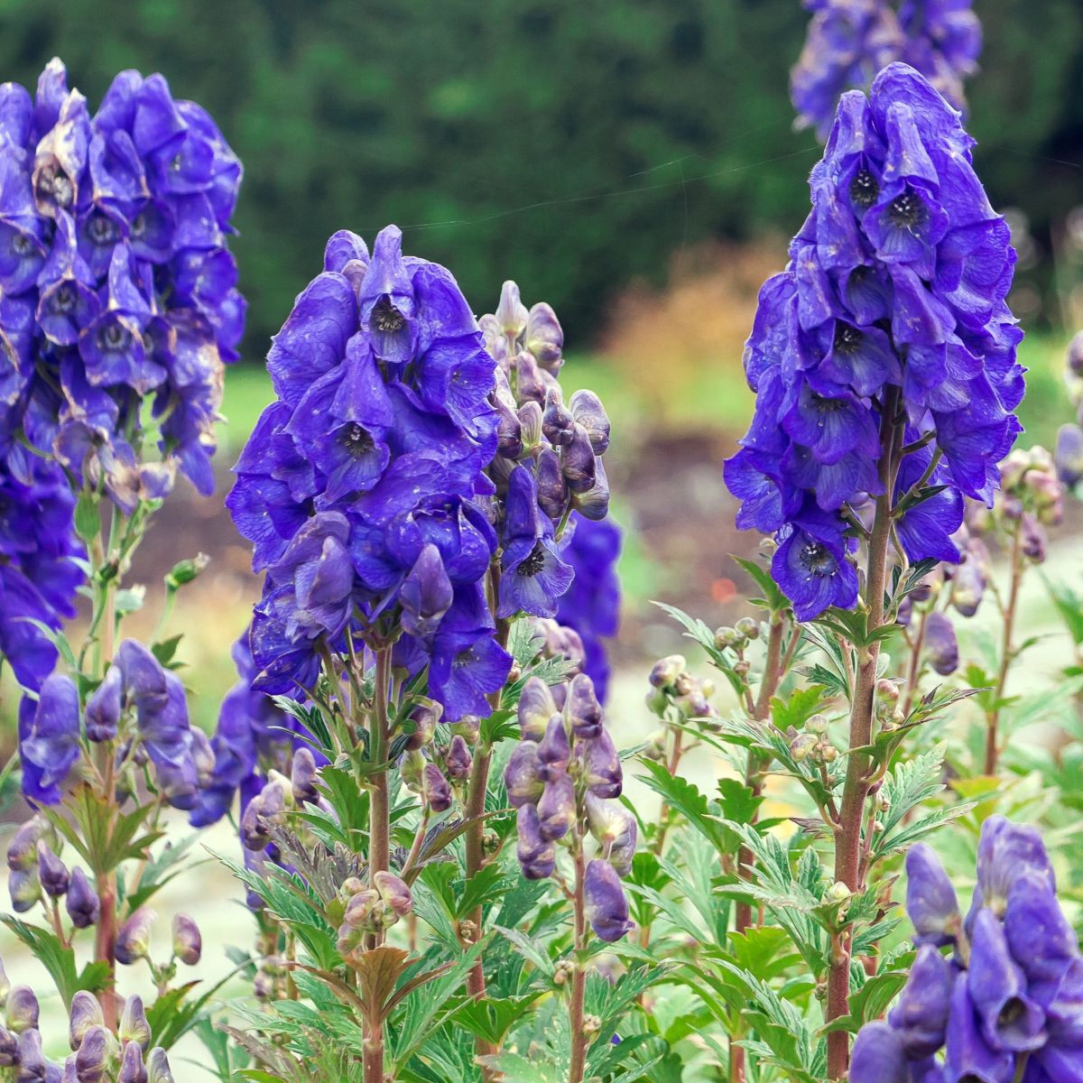 Oměj – Aconitum – pěstování trvalek