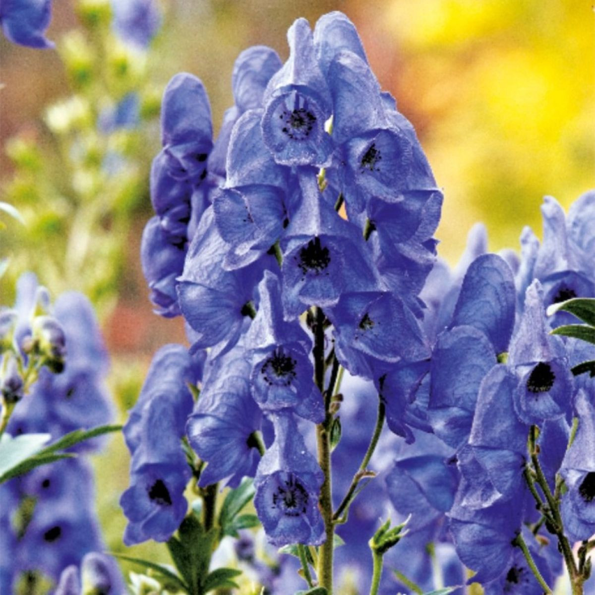 Oměj – Aconitum – pěstování trvalek