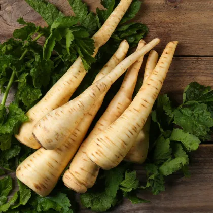 Pasternák hosszú fehér Halblange - Pastinaca sativa - paszternák magok - 1 g