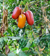 Muskotályos uborka - Sicana odorifera - uborkamag - 6 db