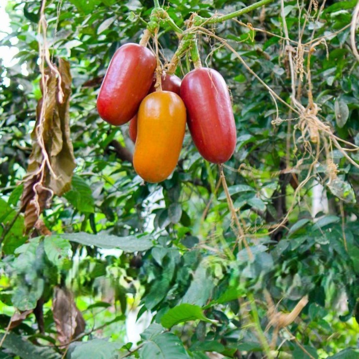 Muskotályos uborka - Sicana odorifera - uborkamag - 6 db