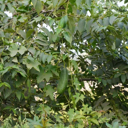 Muskotályos uborka - Sicana odorifera - uborkamag - 6 db