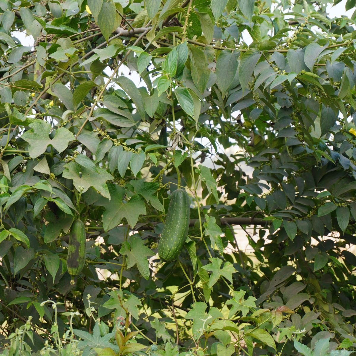 Muskotályos uborka - Sicana odorifera - uborkamag - 6 db