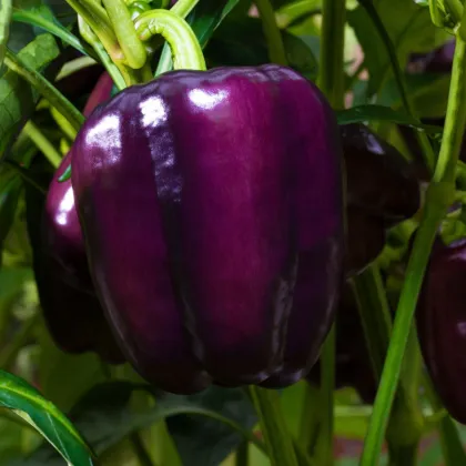Paprika Beluga Lilac F1 - Capsicum annuum - paprika vetőmag - 6 db