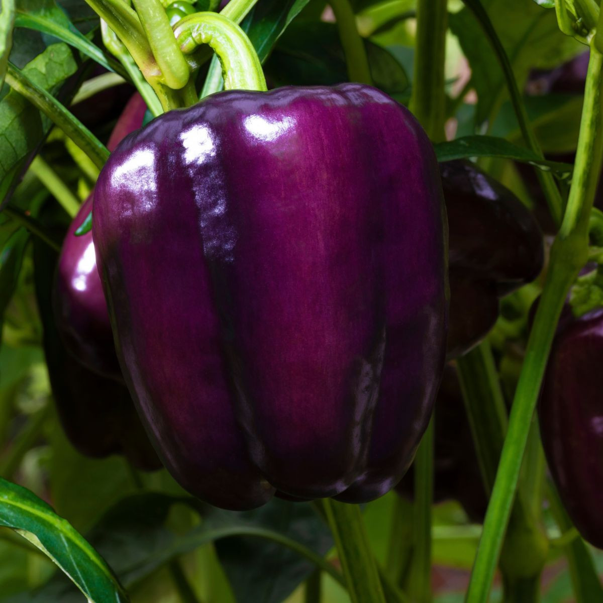 Paprika Beluga Lilac F1 - Capsicum annuum - paprika vetőmag - 6 db