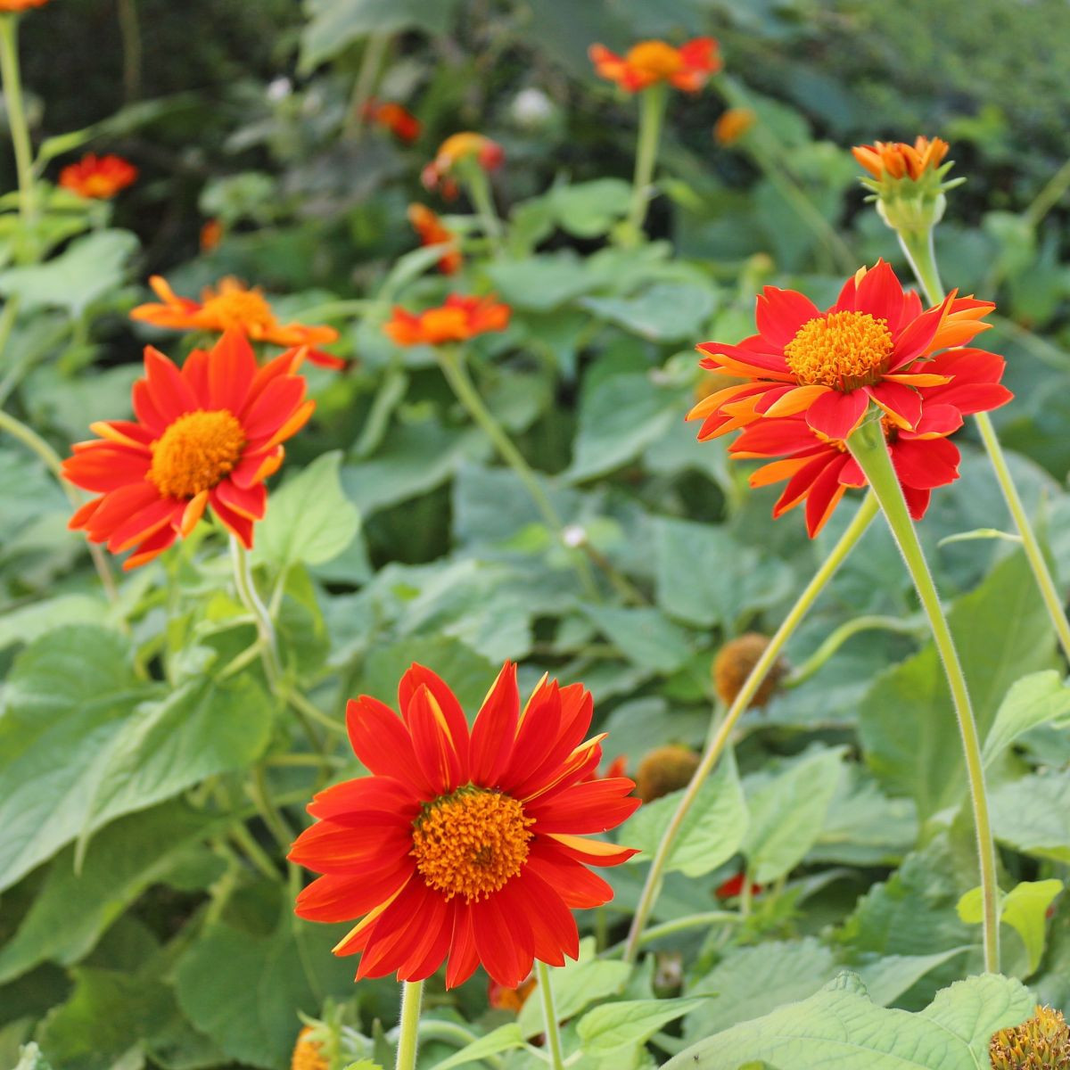 Titónie okrouhlolistá - Tithonia rotundifolia - pěstování