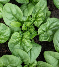 BIO Spenót Butterflay - Spinacia oleracea - bio spenótmag - 70 db