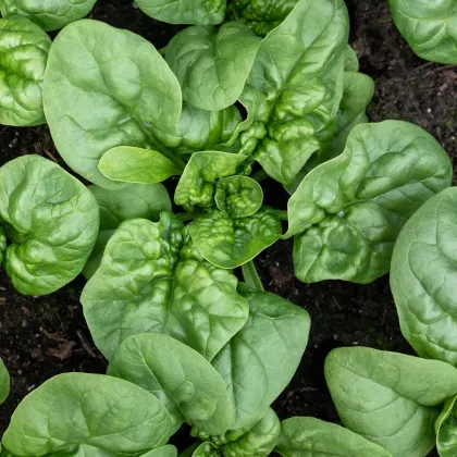 BIO Spenót Butterflay - Spinacia oleracea - bio spenótmag - 70 db