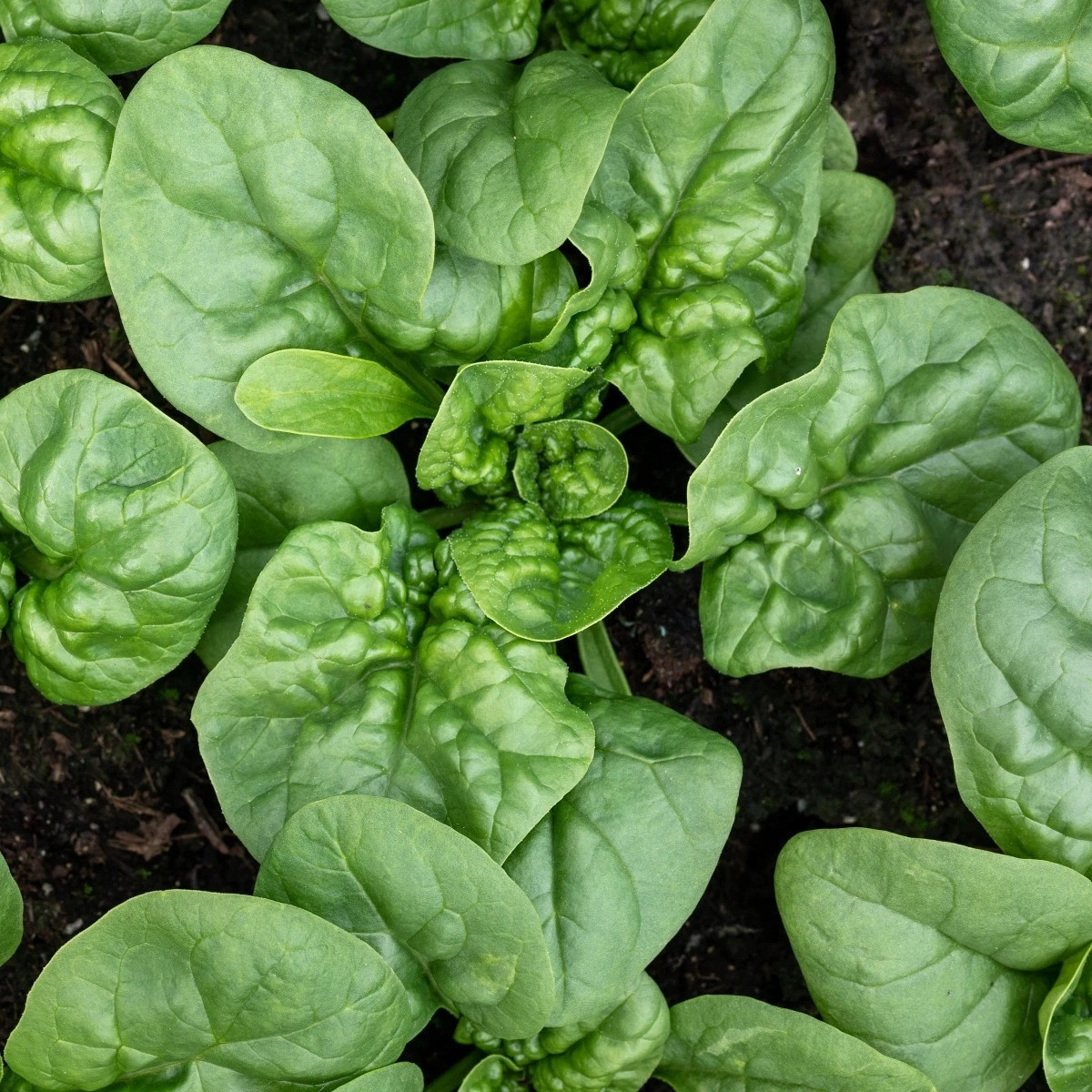 BIO Spenót Butterflay - Spinacia oleracea - bio spenótmag - 70 db