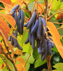 Kínai kolbászfa – kék bab – Decaisnea fargesii – kékbab magok