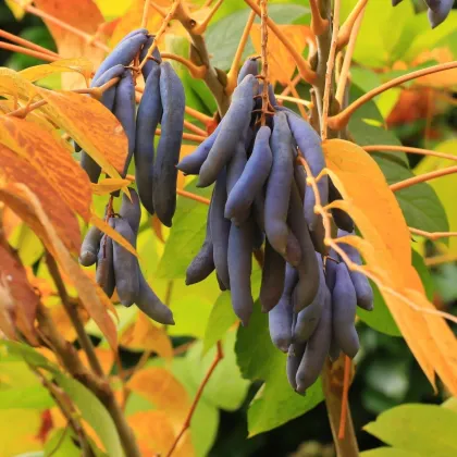Kínai kolbászfa – kék bab – Decaisnea fargesii – kékbab magok