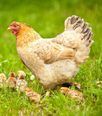 BIO Fűkeverék kifutók és legelők füvesítésére - fűkeverék - vetőmag - Sativa - 500 g