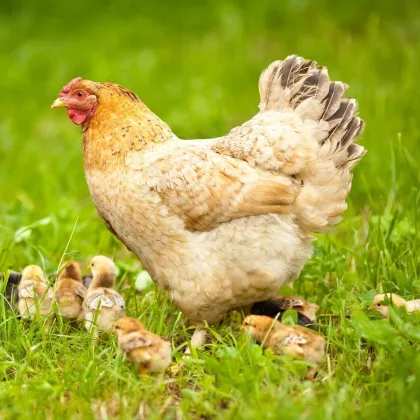 BIO Fűkeverék kifutók és legelők füvesítésére - fűkeverék - vetőmag - Sativa - 500 g