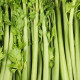 BIO Szárzeller Tall Utah - Apium graveolens - bio zeller magok - 80 db
