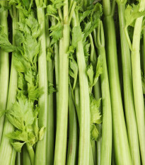 BIO Szárzeller Tall Utah - Apium graveolens - bio zeller mag - 80 db