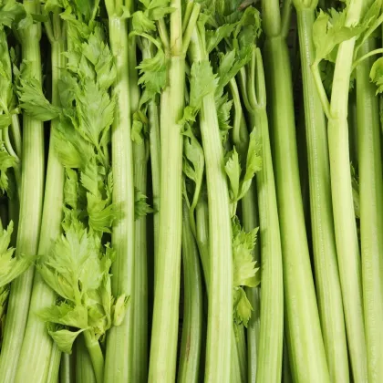 BIO Szárzeller Tall Utah - Apium graveolens - bio zeller mag - 80 db