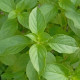 BIO Bazalka citrónová – Ocimum basilicum – bio semena bazalky